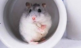 娱乐吃瓜酱仓鼠过生日,娱乐吃瓜酱仓鼠生日派对大揭秘