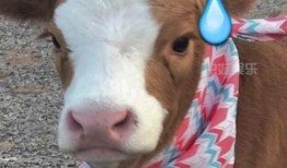 抖音吃瓜娱乐是真的吗,揭秘网络热点的真假面纱